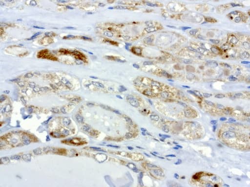 Monoclonal Mouse anti-Human MRPS34 Antibody (clone UMAB125, IHC, IF, WB)