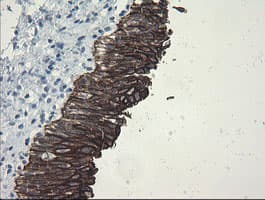 SLA2 / SLAP2 Antibody (clone OTI3A7)
