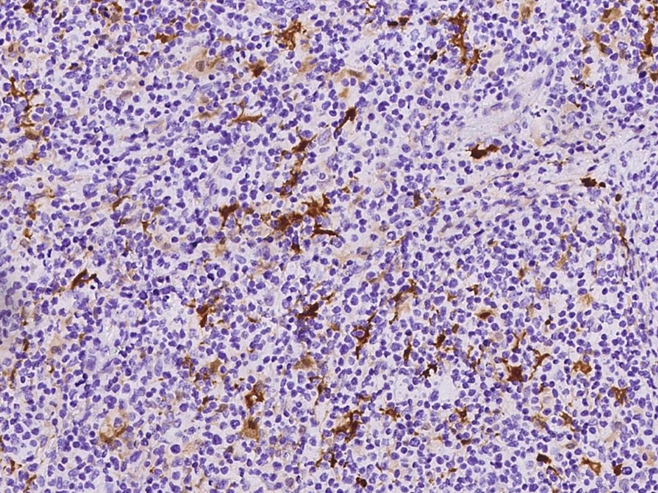 Monoclonal Rabbit anti-Human S100B / S100 Beta Antibody (clone 244, Preservative Free, IHC, IF)