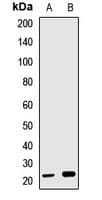 PSF1 / GINS2 Antibody