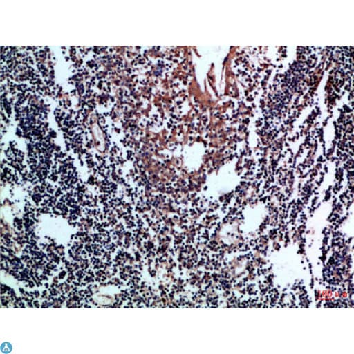 CD80 Antibody
