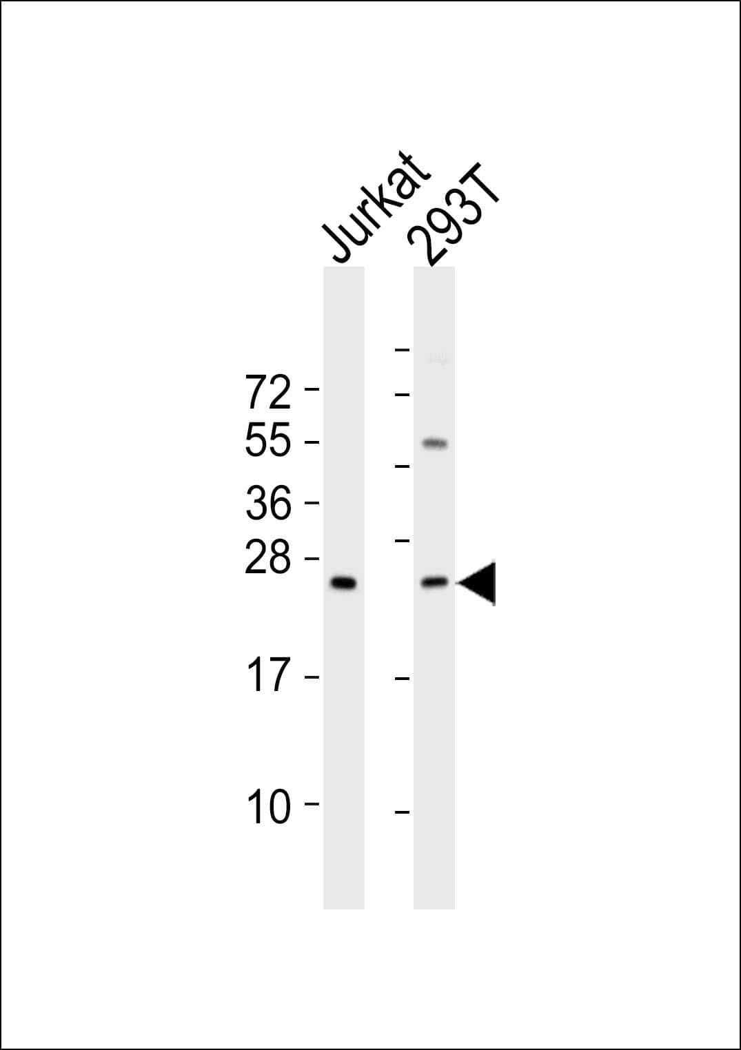 MED18 Antibody