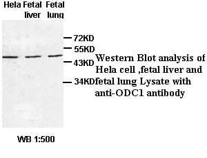 Polyclonal Rabbit anti-Human ODC1 / Ornithine Decarboxylase Antibody (WB)