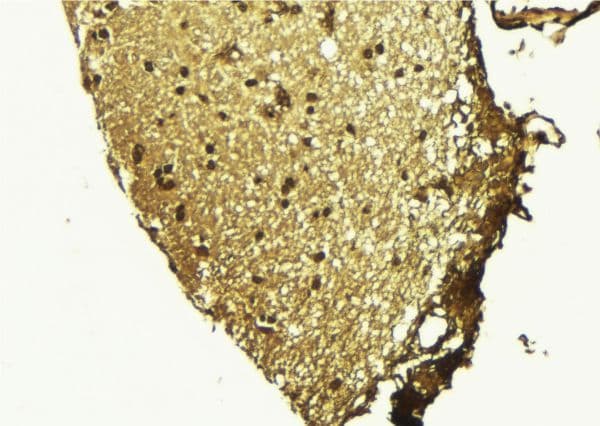 Polyclonal Rabbit anti-Human PRKDC / DNA-PKcs Antibody (IHC, IF, WB)