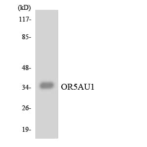 OR5AU1 Antibody (aa189-238)