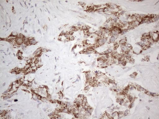 STOML2 Antibody (clone OTI1G6)