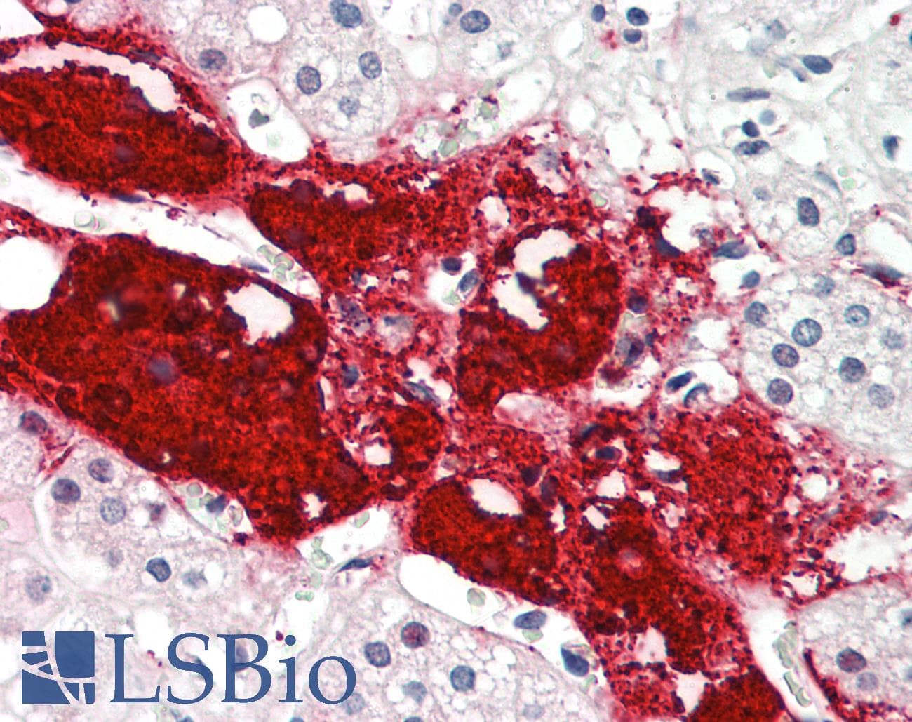 SLC22A16 Antibody (aa101-150)