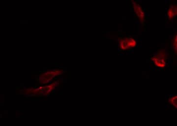 MRPL15 Antibody