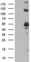 UBOX5 Antibody (clone OTI1C5)