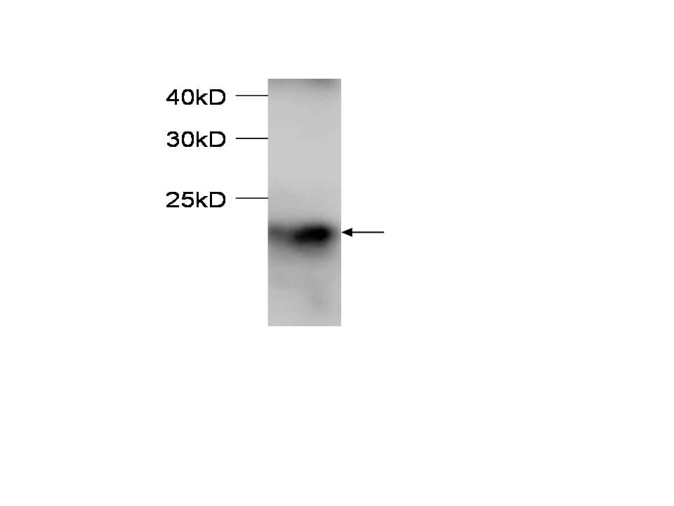 POU5F1 / OCT4 Antibody (aa102-265)