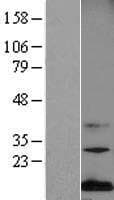 MDK / Midkine Protein (Over-Expression Lysate Myc-DDK (Flag))