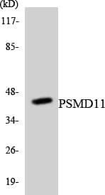 Polyclonal Rabbit anti-Human PSMD11 Antibody (aa261-310, WB)