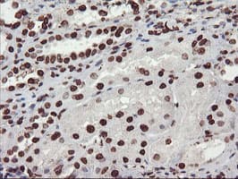 FBXO21 Antibody (clone OTI6E7, Carrier-free)
