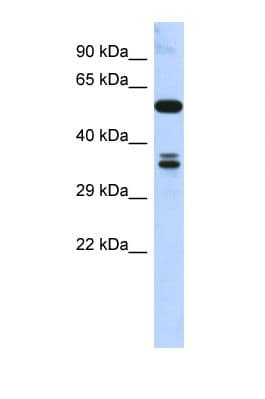 SOHLH1 Antibody (C-Terminus)