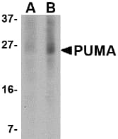 BBC3 / PUMA Antibody (clone 2A9G5)