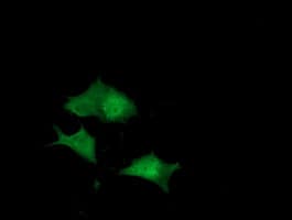 DUPD1 Antibody (clone OTI1E7, Carrier-free)