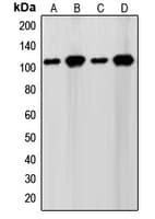 Polyclonal Rabbit anti-Human SENP7 Antibody (C-Terminus, WB)