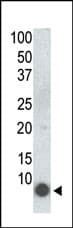 FXYD1 / Phospholemman Antibody (phospho-Ser68, clone 41AT858.235)