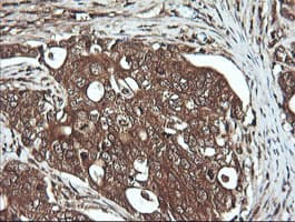 DNM1L / DRP1 Antibody (clone OTI1C1, Carrier-free)