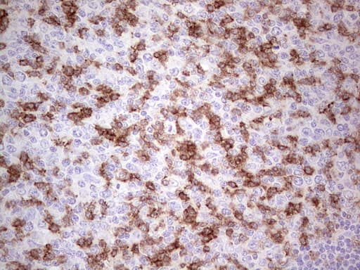 PDCD1 / CD279 / PD-1 Antibody (clone OTI4F10)