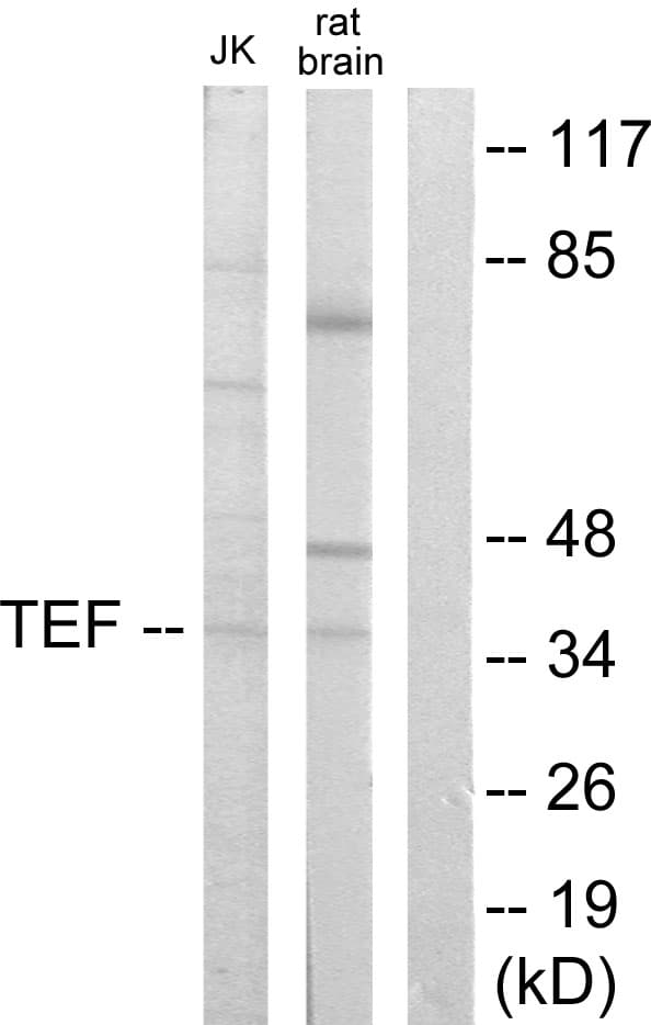Polyclonal Rabbit anti-Human TEF Antibody (aa211-260, WB)