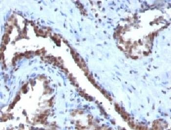 CCNB1 / Cyclin B1 Antibody (clone CCNB1/1098)