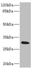 HVCN1 / HV1 Antibody