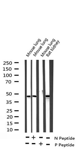 JUN / c-Jun Antibody (phospho-Ser63)