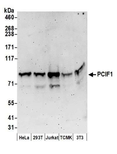 Polyclonal Rabbit anti-Human PCIF1 Antibody (aa654-704, WB)