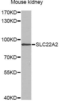 SLC22A2 Antibody