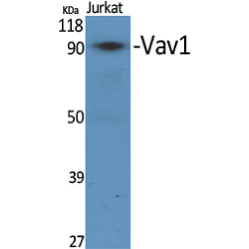 VAV1 / VAV Antibody (110-190 aa)
