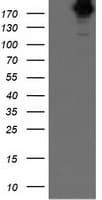 SHPRH Antibody (clone OTI3F8)