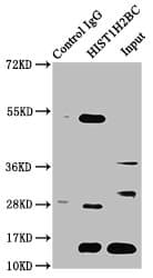 HIST1H2BN Antibody