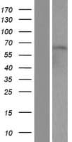 ZNF280B Protein (Over-Expression Lysate Myc-DDK (Flag))