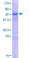 Human TRA2A Protein (Recombinant GST)