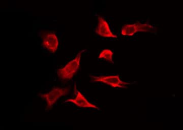 Polyclonal Rabbit anti-Human SLC24A4 / NCKX4 Antibody (IF, WB)