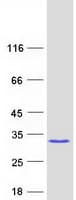 Human RGS19 Protein (Recombinant Myc-DDK (Flag))