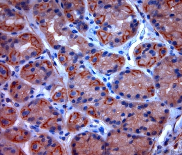 TPC2 / TPCN2 Antibody (aa700-752)