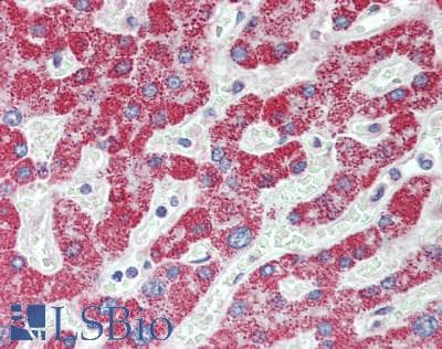 IHC-plus™ FER Antibody (aa400-450)