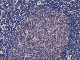 NUDT6 Antibody (clone OTI9D12)