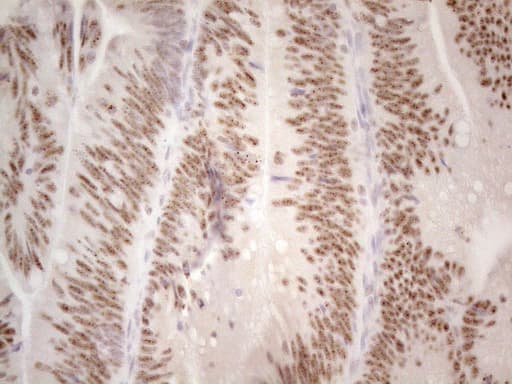 MALT1 Antibody (clone OTI3A2)