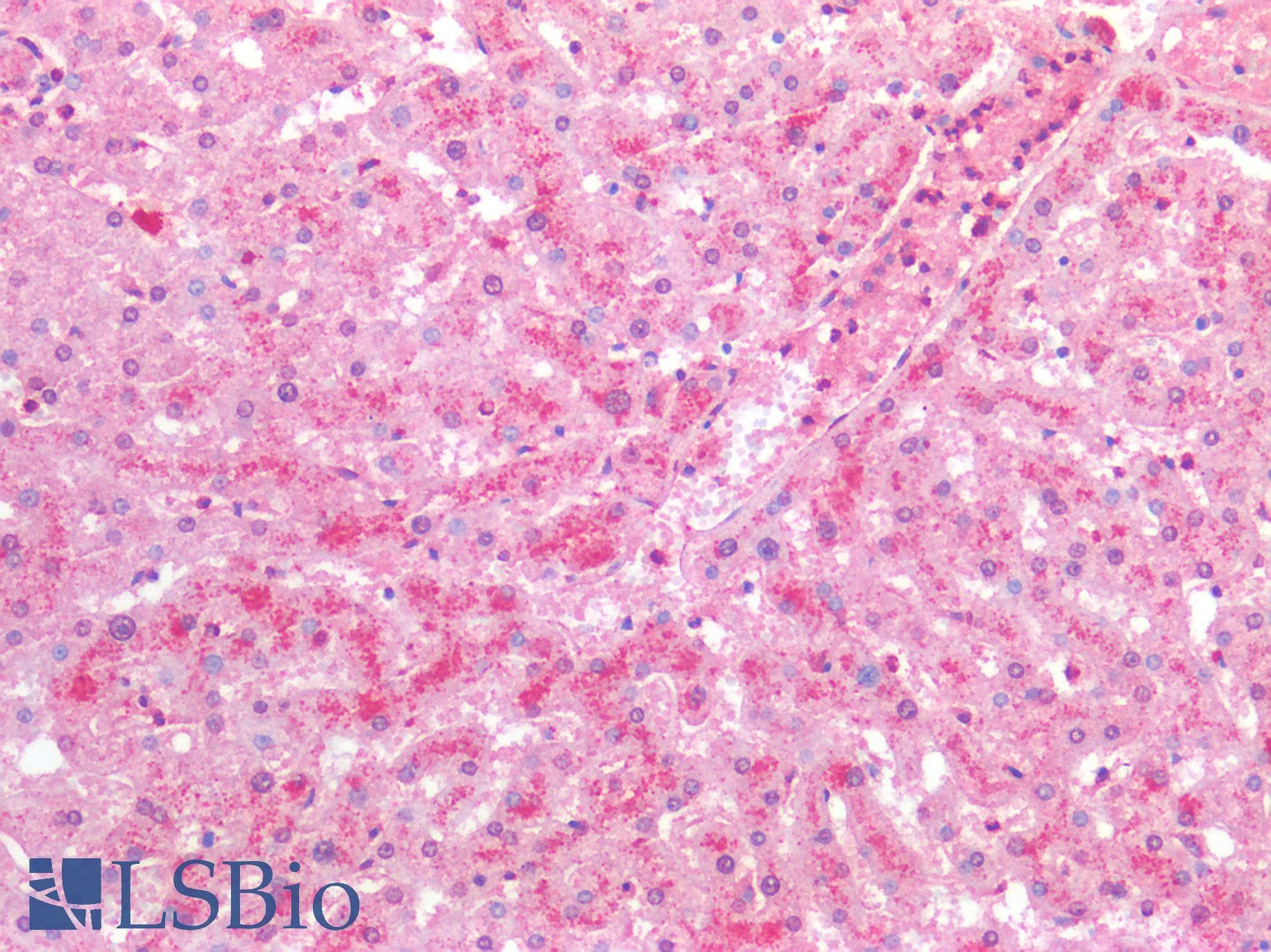 PathPlus™ MRGPRX2 / MRGX2 Antibody (Extracellular Domain)