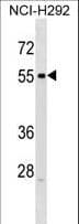 RXFP3 Antibody (aa404-432)