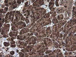 CPA2 Antibody (clone OTI3D8)