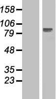 ELP2 / STATIP1 Protein (Over-Expression Lysate Myc-DDK (Flag))