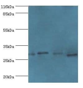 MAF1 Antibody (aa1-256)