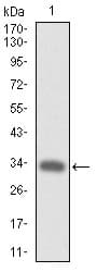 CD110 / MPL Antibody (clone 1H2)