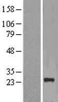 NICN1 Protein (Over-Expression Lysate Myc-DDK (Flag))