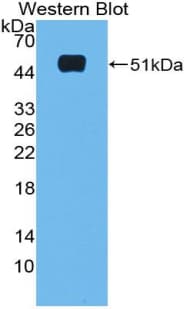 Polyclonal Rabbit anti-Rat MAGP / MFAP2 Antibody (aa8-171, WB)