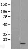 Human FUNDC2 Protein (Over-Expression Lysate Myc-DDK (Flag))